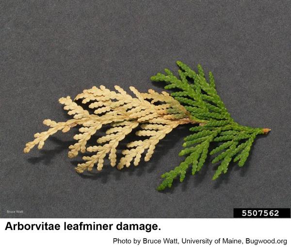 Arborvitae leafminers hollow 